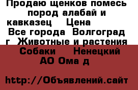 Продаю щенков помесь пород алабай и кавказец. › Цена ­ 1 500 - Все города, Волгоград г. Животные и растения » Собаки   . Ненецкий АО,Ома д.
